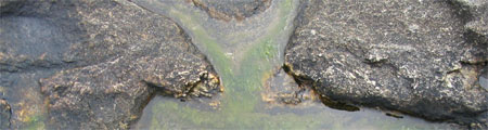Puddle of algae